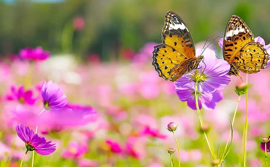 ازدواج حضرت علی و فاطمه